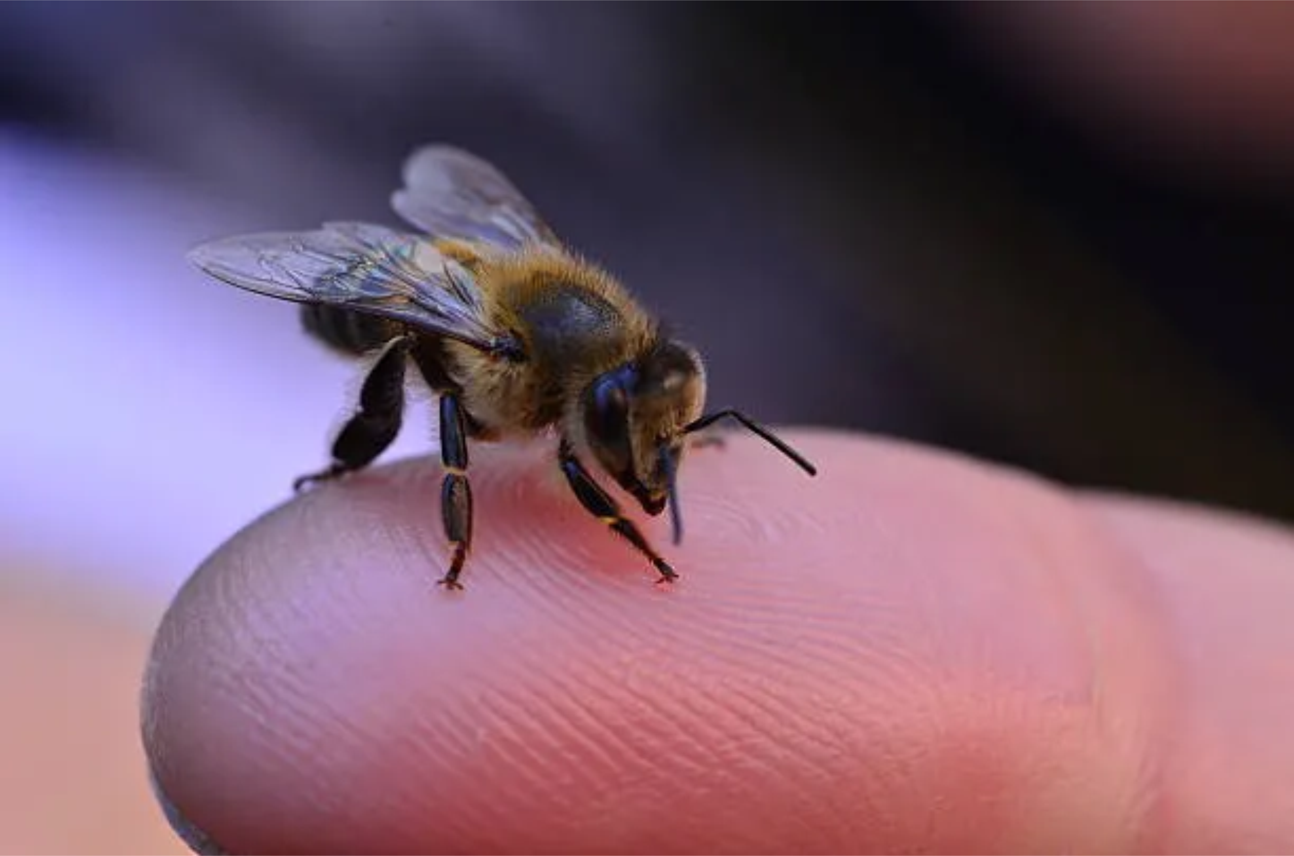 Bee Venom Therapy Used to Manage Chronic Conditions — As Featured in The Star